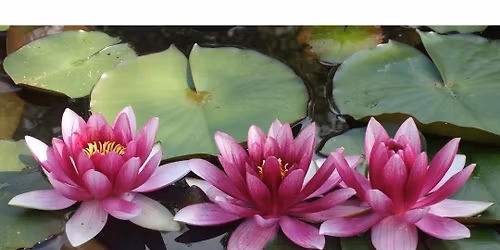 2nd Annual Hope Blooms Benefit for Survivors