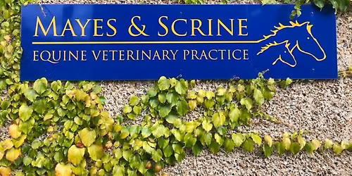 Client Evening: Discover the Benefits of Equine Acupuncture