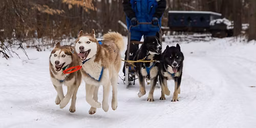 Meet the Sled Dogs