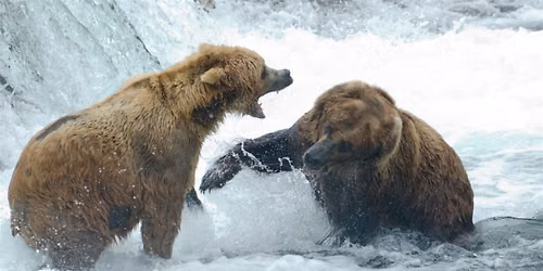 Beast Feast