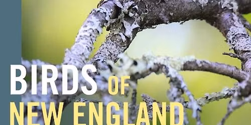 Finding the Wonder in New England Birds with Zach Adams