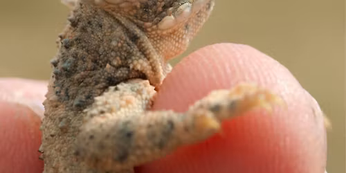 Kevin Cook-Seldom-Seen, Two Skulls but One Head, and NOT Betty Davis Eyes