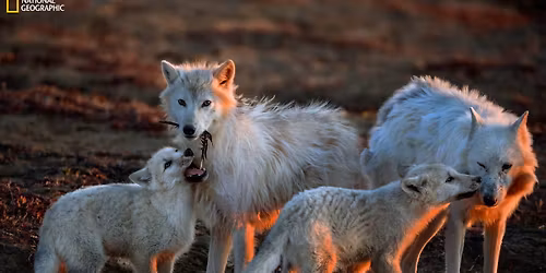 Family Day (Ages 3-12): Wild About Wolves