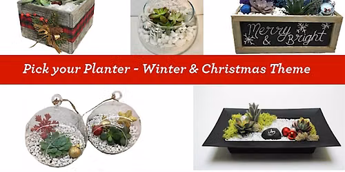 Relax Before the Holidays: Build Your Own Succulent Terrarium