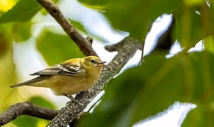 Birding 101
