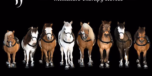 Peace with Ponies. Seniors Relaxation, wellness with mini horses