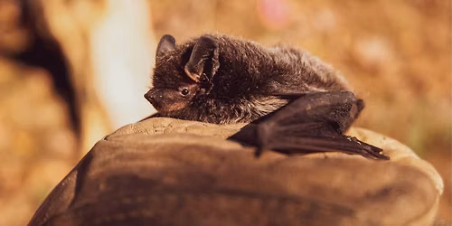 Hike with Jane: Tennessee Bats