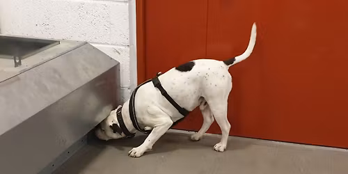 Nosework - utilgjengelige funn