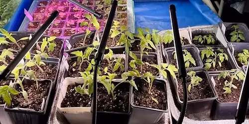 Starting Seeds & Transplanting Workshop