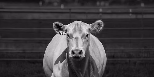 Revival cow Sale