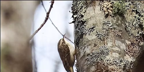 Second Sunday Birding at Little Squalicum Estuary