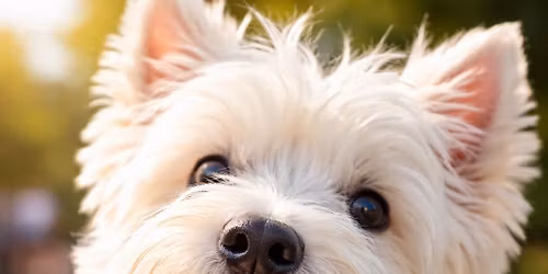 Westie Rescue of North Texas Ice Cream Social