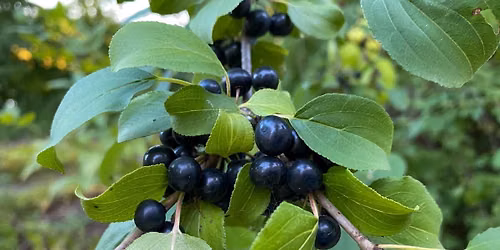Restore Caponi: Buckthorn Removal Workshop With Friends of the Mississippi River