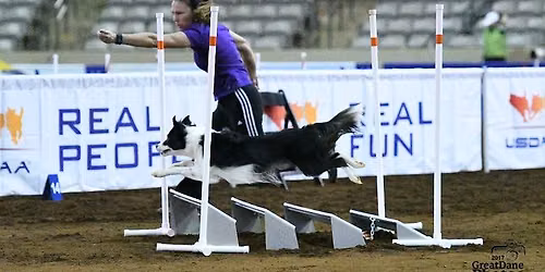 USDAA Agility Trial!