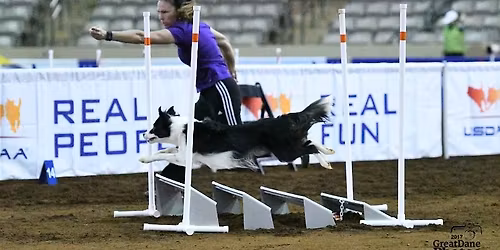 USDAA Agility Trial!