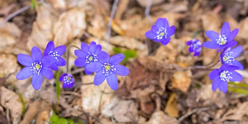 Hike with Jane: Mid-Spring Wildflowers