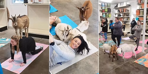 Goat Yoga At Starkie Brothers Garden Center