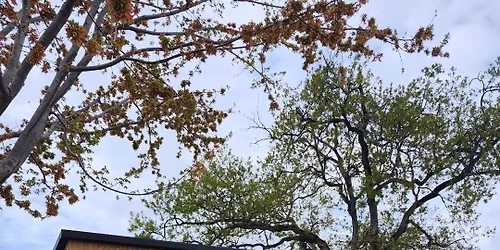 Wood-Fired Sauna Pop-Up