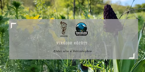 Vir\u00e1gok k\u00f6z\u00f6tt - vir\u00e1gos t\u00fara az erd\u0151n, mez\u0151n