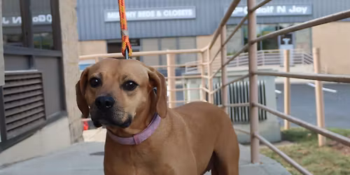 AFH DOG AND PUPPY ADOPTION EVENT