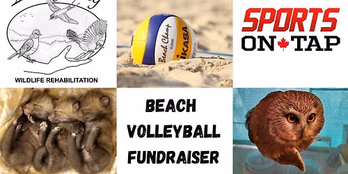 Annual Beach Volleyball Tournament: LSWR Fundraiser!