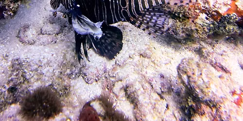 Lionfish Showdown - Every Fourth Sunday!