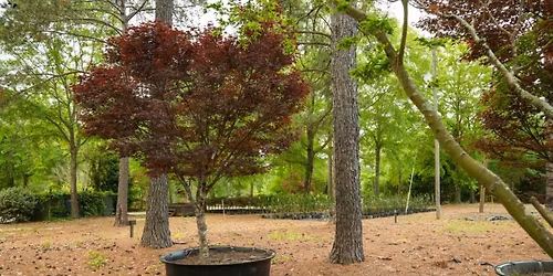 Japanese Maples\u2014Lunch and Learn