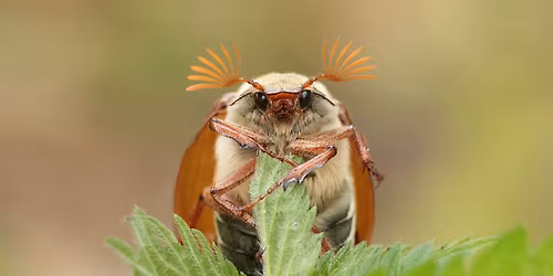 Lentefair Dwingelderveld