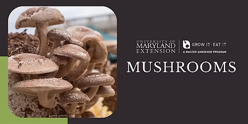 CCMG Specialty Class 4: Mushrooms!
