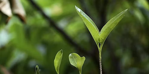 Naturally Well: Nature for Wellbeing (fully funded  6 week course)