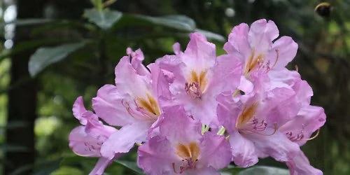 Rhododendron Expedition - 5 Days in Strandzha