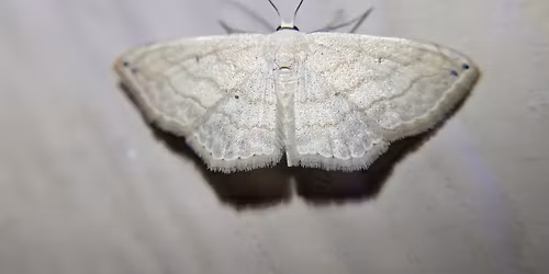 Mothing: City Nature Challenge