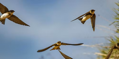 SOS: Save our Swifts!