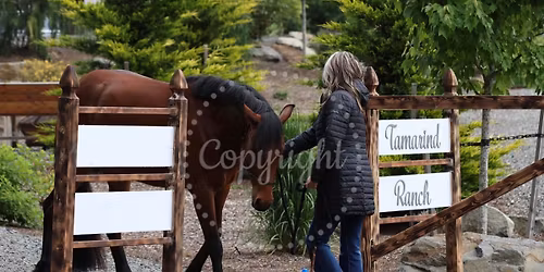 In Hand ETS (obstacles) Event