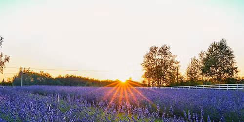BLOOM FEST 2026 - Lavender Festival!