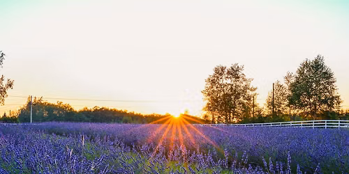BLOOM FEST 2026 - Lavender Festival!