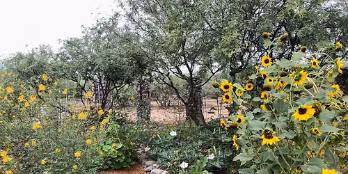 Native Plants of the Ancestral Trail: Identification and Indigenous Uses of Local Flora