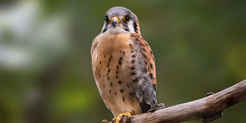 Inclusive Birding (Age 12+)