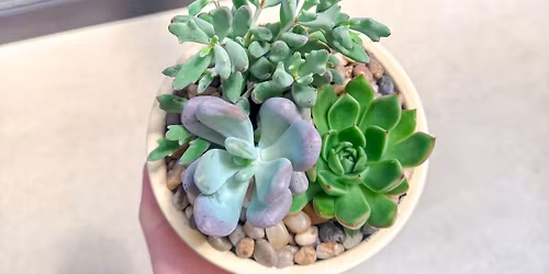 Succulent Bowl 