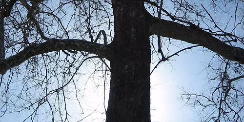 What's Wrong With That Tree???