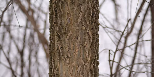 Tree Health & Structure with Levi O'Brien