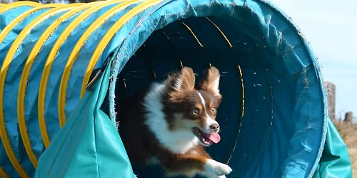 Training Class - Puppy Einstein