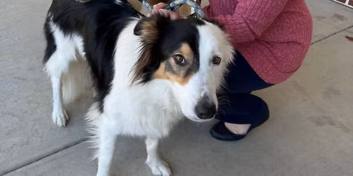 STARR RANCH RESCUE MINIATURE PONY CART RIDES AND PUPPER PETS