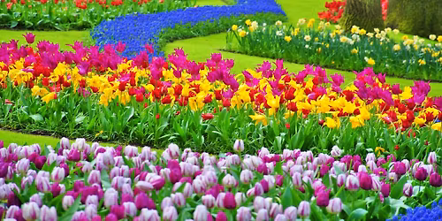 Festiwal Tulipan\u00f3w w Keukenhof, Amsterdam, Zaanse Schans, Scheveningen, Delft #2 \ud83c\uddf3\ud83c\uddf1\ud83c\udf37