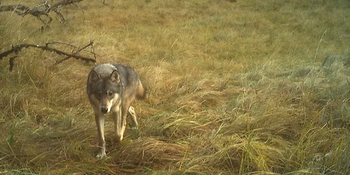 Science on Tap: K9 Conservationists - Dogs Helping Wolf Research