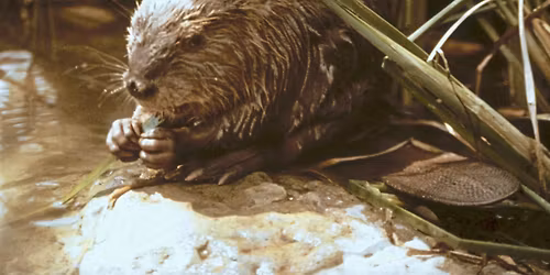 Beavers on the San Pedro