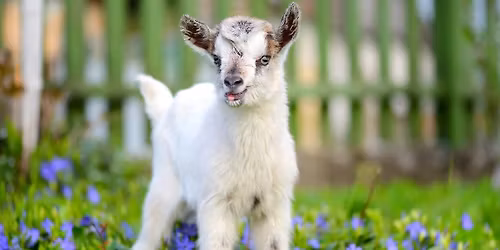 Goat Yoga