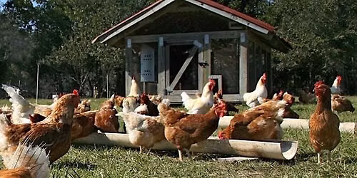 Backyard Chickens 101 Seminar