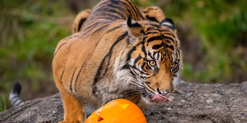 Zoo Boo at Point Defiance Zoo & Aquarium
