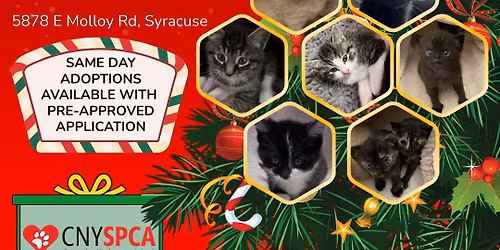 KITTEN CHRISTMAS EXTRAVAGANZA